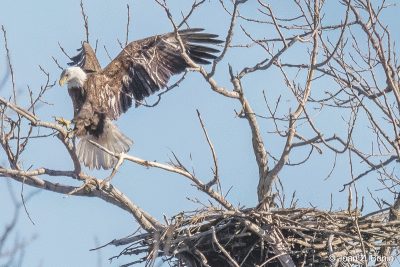  If successful at rearing young, the American bald eagles in Shelby Township’s Holland Ponds Park are likely to come back to the same nest each year. 