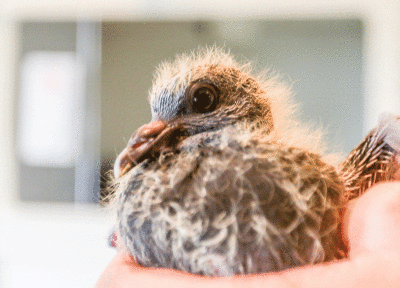  One of the recent arrivals at Wild Wings is this young pigeon found in Birmingham. People bring her birds from all over the tri-county area.  