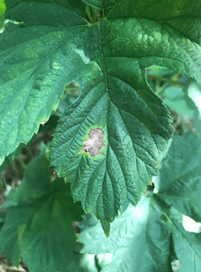   A black spot from halo blight can be seen on a leaf.  