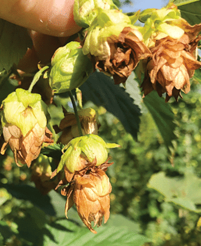  alo blight can be seen on hops cones. The recently discovered fungal disease kills hops crops, leaving a “halo” of green at the top of the cone  while the rest dies. 