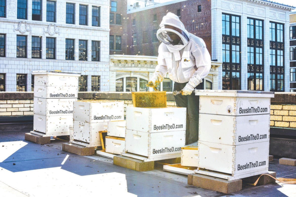  A beekeeper handles hives from the Bees in the D organization. 