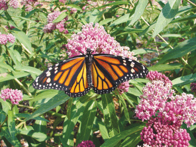  Brenda Sattler-Dziedzic will be giving a presentation to the Shelby Gardeners Club at the Burgess-Shadbush Nature Center at 1 p.m. May 11 called Attract Butterflies to Your Garden and Beneficial Insects. 