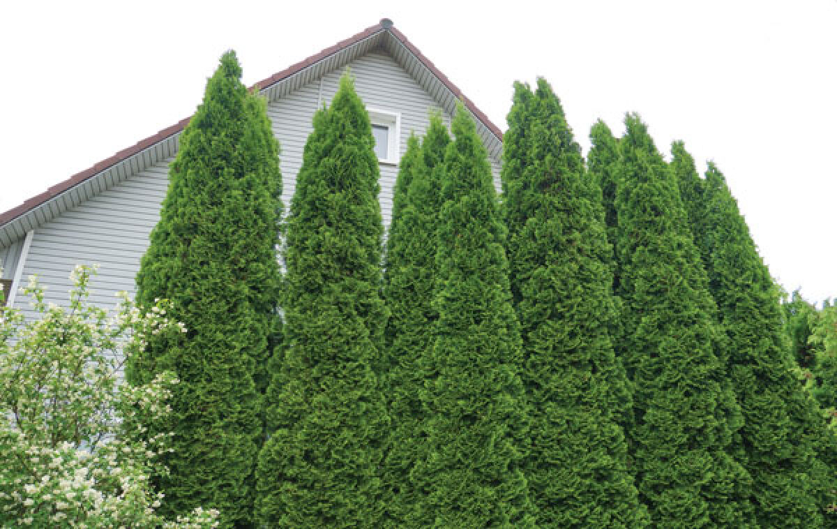  Experts say arborvitae can help reduce noise pollution in yards. 