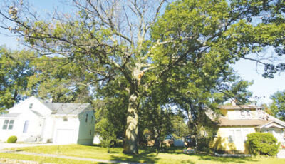  A tree affected by oak wilt has lost its leaves from the crown down. Oak wilt can quickly kill trees in the red oak family. The fungus can be carried by beetles during the spring and summer. 