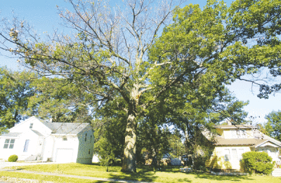  A tree affected by oak wilt has lost its leaves from the crown down. Oak wilt can quickly kill trees in the red oak family. The fungus can be carried by beetles during the spring and summer. 