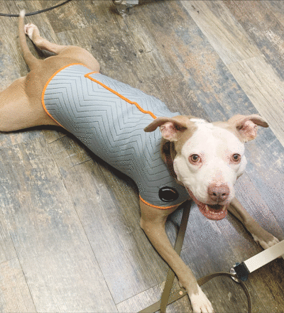  Tess is a rescue who struggles with being reactive. The ThunderShirt quickly helps her feel more secure and relaxed.  