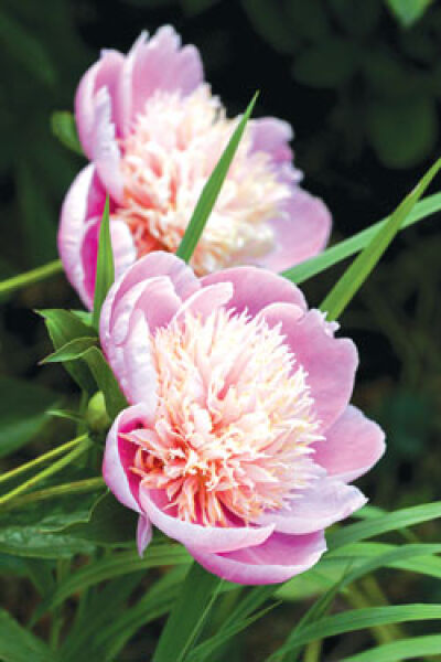 Kirsti Hart-Negrich’s peonies are blooming just in time for Lathrup Village’s 2023 garden tour. 