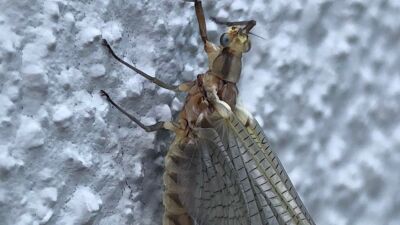 Fishflies have started arriving in lakefront communities. The winged insects could be found clinging to The War Memorial — on Lake St. Clair in Grosse Pointe Farms — on June 14. 