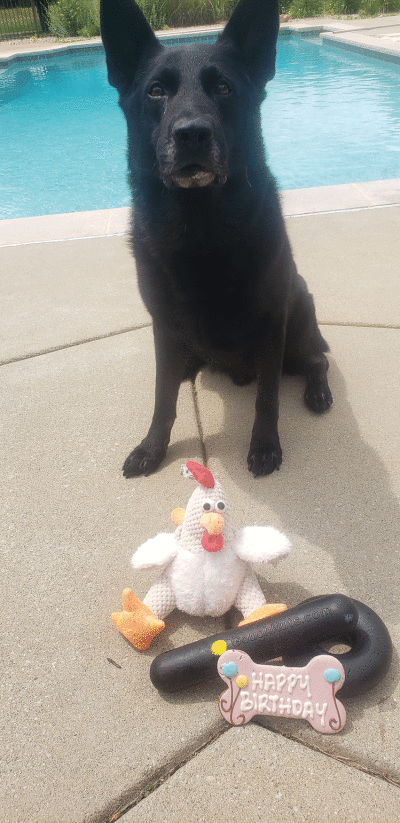  K-9 officer Morpheus recently celebrated his eighth birthday and is still working hard to get his job done every day. Morpheus has been a part of the Shelby Township Police Department since he was 15 months old. 