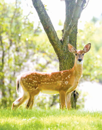  Multiple communities have been involved in trying to address the deer population in the region. West Bloomfield Township Supervisor Steven Kaplan said that the community is split in regard to what to do about the deer population, with some wanting to find a solution to get rid of the deer and others wanting them to be left alone. 