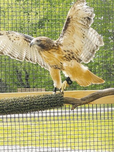   Artemis, a red-tailed hawk, is the Burgess-Shadbush Nature Center’s newest animal ambassador. The bird has resided  at the nature center since late May.  