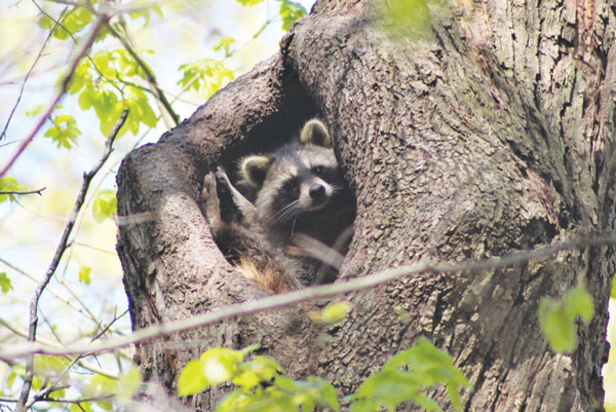  Getting rid of nuisance animals like raccoons can be difficult since there are strict laws against leaving a trapped animal on public property or on private property without expressed permission. They usually cannot be transported over county lines as well. 