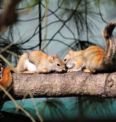  Small nuisance animals such as squirrels may now be trapped without a permit according to new rules passed by the Michigan DNR. 