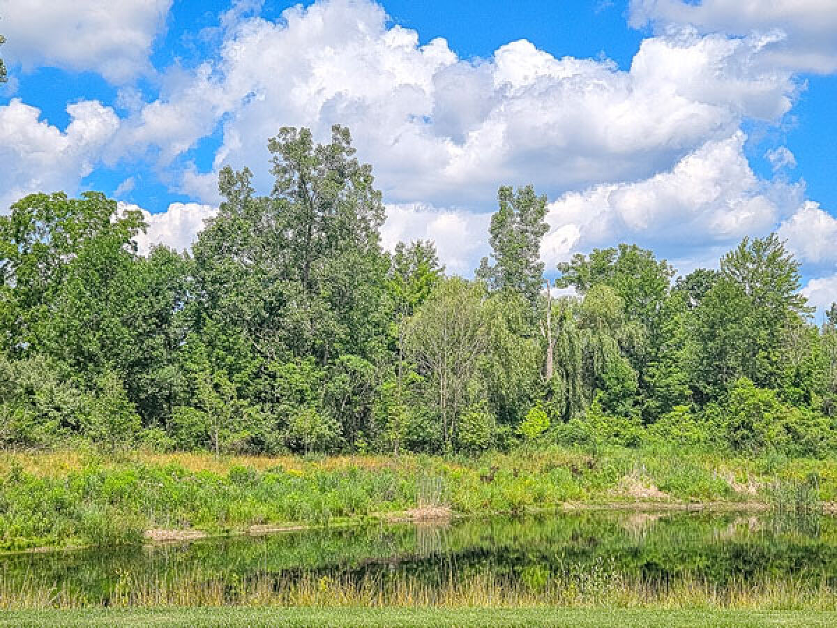  This natural wetland and woodland area, seen here July 7, may soon be cleared to make way for an apartment complex.  