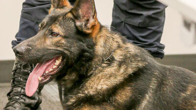  Novi police dog dies of medical complication 