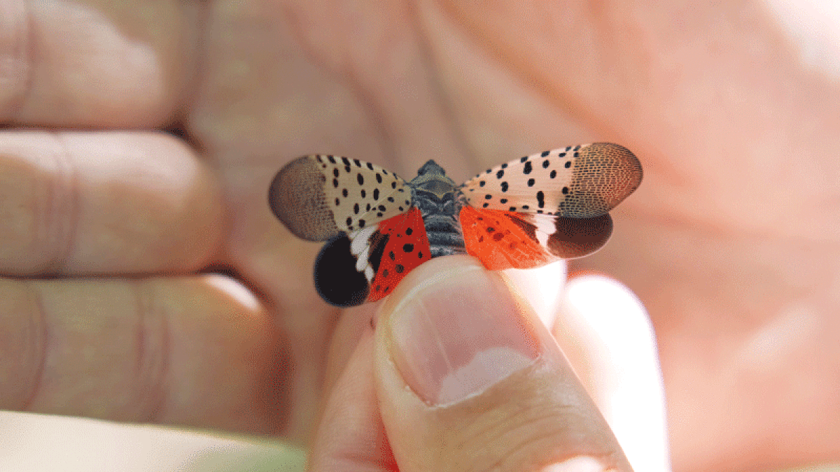  The spotted lanternfly, an invasive insect that has been found in Michigan, feeds on fruit, ornamental and woody trees, with tree of heaven being one of its preferred hosts. In adult form, its open wings show yellow, black and red. 
