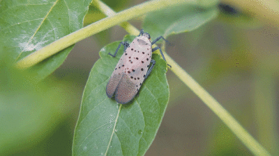  The spotted lanternfly is a pest that can  have negative effects on specialty crops. 