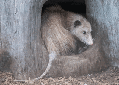  Lily the opossum curls up in one of the dens built into her habitat at the Burgess-Shadbush Nature Center Aug. 2. 