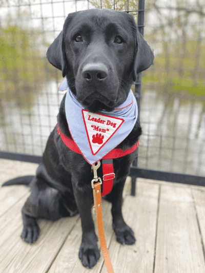   A Black Labrador retriever mom takes time out from a walk for a photo. When not in season or pregnant, Leader Dogs moms  enjoy their walks as much  as most family pets. 