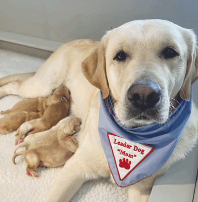   A proud yellow Labrador retriever Leader Dogs for the Blind mom shows off her new litter of Labrador/golden retriever crosses. 