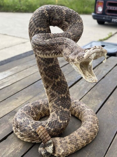  This freeze-dried diamondback rattlesnake will be on display in the Pink Lady Trashions booth. 