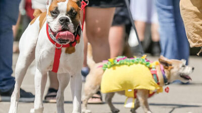  Novi Taco Fest attracts foodies from across metro Detroit 