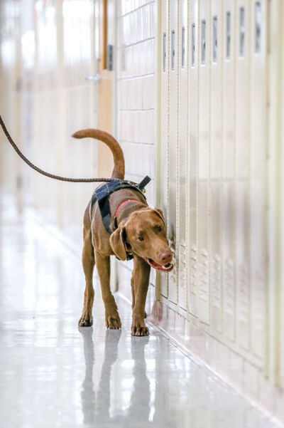  Gator the chocolate lab walks a hallway at Lakeview High School.  