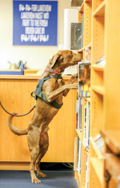  Gator the chocolate lab performs some of his duties in Lakeview High School. 