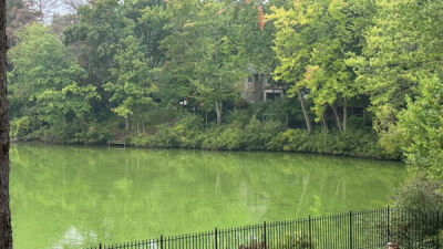  West Bloomfield resident Sally Wenczel, who is part of the township’s Environmental Commission, is concerned about the presence of harmful algal blooms, also known as HABs, on West Bloomfield Lake. 