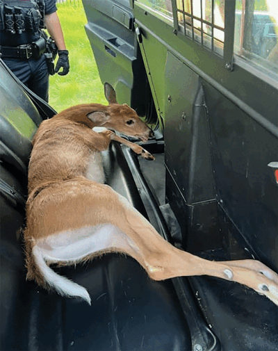  Shelby Township police officers were dispatched to help a deer that was stuck and injured in a fence. Three officers were able to free the deer and take it to a veterinarian. 