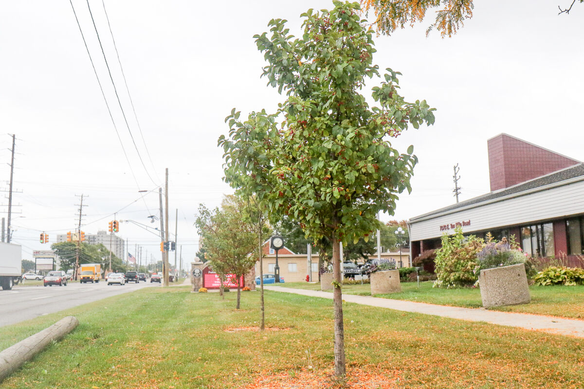  Center Line’s tree planting event was established four years ago, according to Champine, and has resulted in more than 400 trees planted around the city, including the Autumn Blaze maple trees planted in front of City Hall about two years ago. 