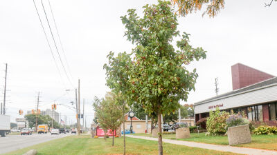 Center Line’s tree planting event was established four years ago, according to Champine, and has resulted in more than 400 trees planted around the city, including the Autumn Blaze maple trees planted in front of City Hall about two years ago. 