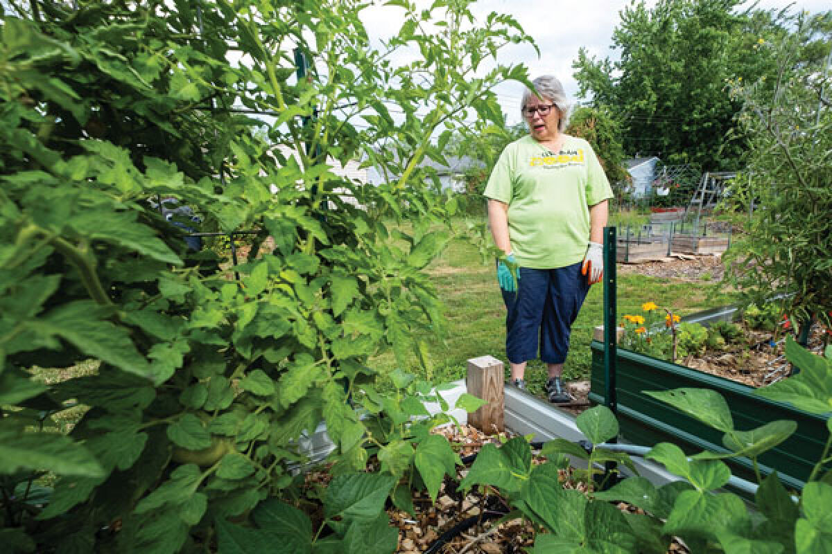  Peggy DiMercurio, the Eastpointe Community Garden’s secretary and volunteer coordinator, talks about some of the plants being grown in the garden July 20. 