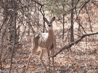  Motorists are urged NOT to veer for deer on the roadways this winter. 