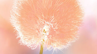  Pantone chose Peach Fuzz as its  2024 color of the year. 