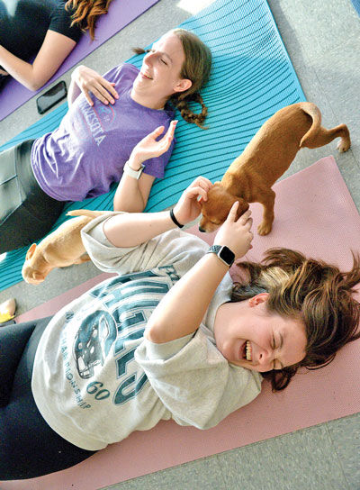  Madison Hogue, of South Lyon, plays with a puppy while practicing yoga at Pawsitive Stretch in St. Clair Shores on Jan. 15.  