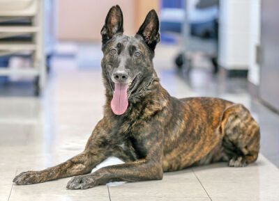  Bliksem is a 7-year-old Dutch shepherd. He is a dual-purpose narcotics patrol dog and one of the few left in the state that can sniff out marijuana. 