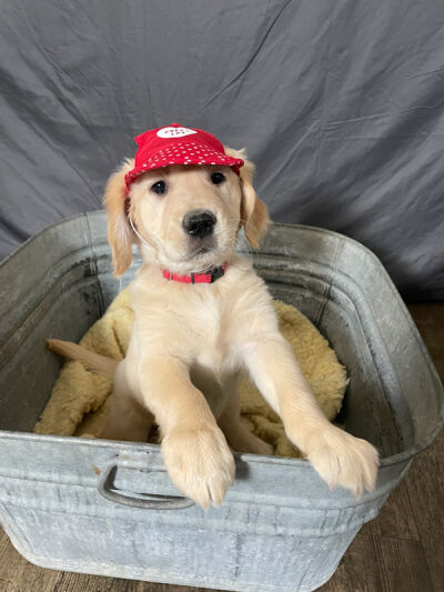  Paws with a Cause is looking for more people to foster puppies this February. 