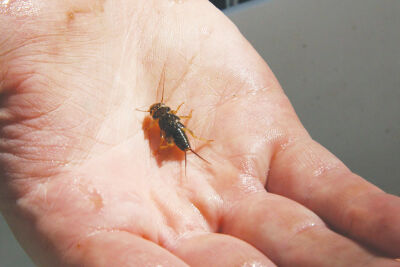  The winter stonefly nymph is one of the most sensitive of all aquatic macroinvertebrates that lives in local rivers and streams.  