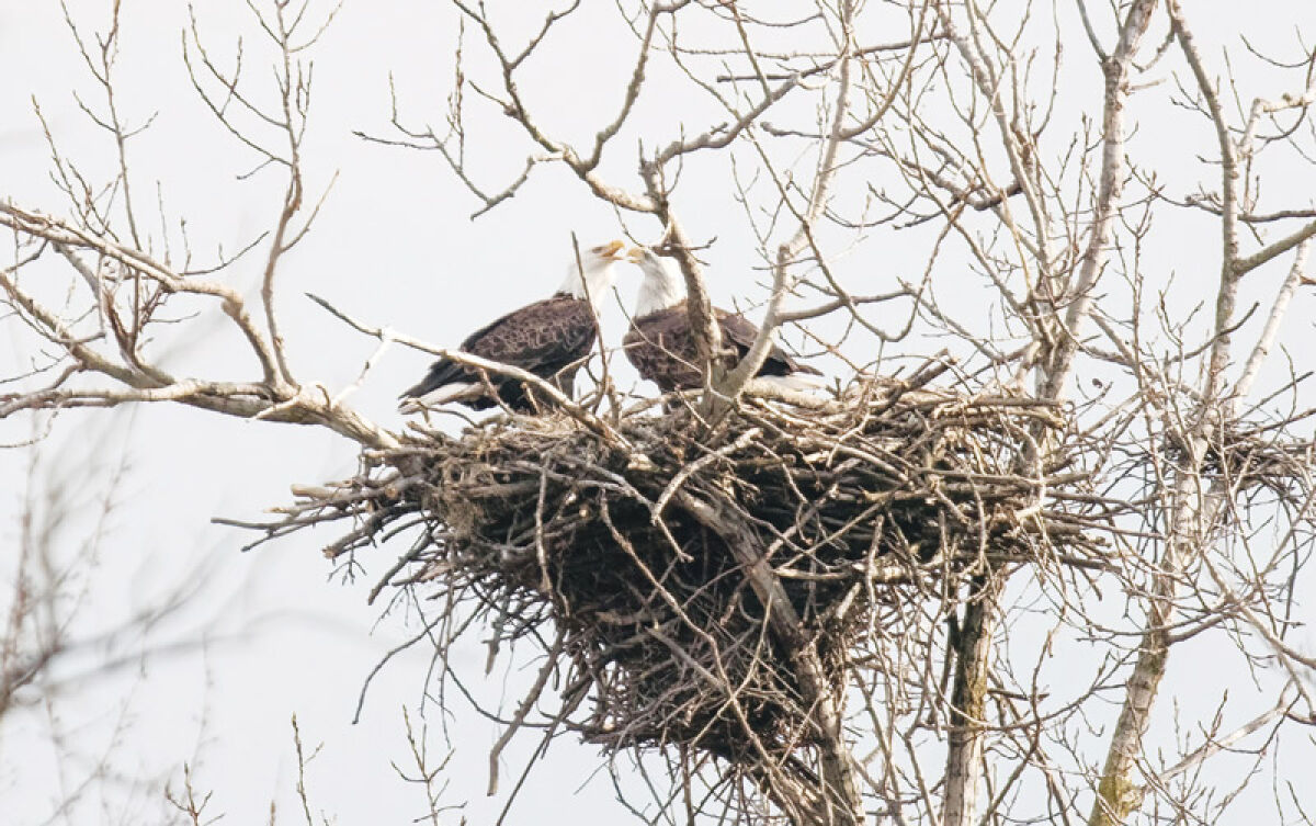  Nature photographer Dennis LaVergne recently took this photo of two American bald eagles nesting in Shelby Township’s Holland Ponds Park. 