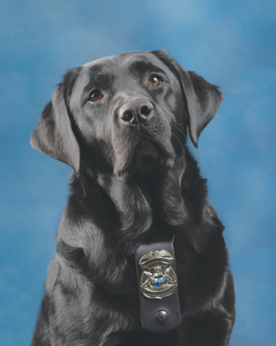   Pearl, a Labrador retriever, served as the department’s explosives detection dog. 