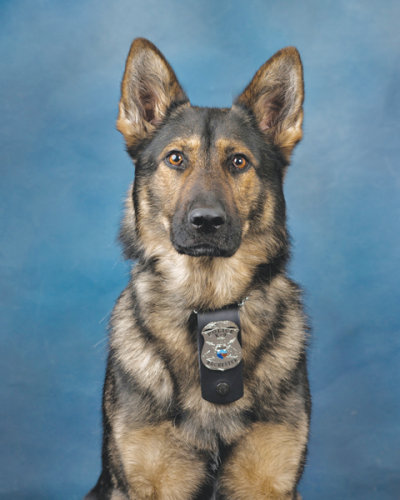  Kitt, a German shepherd from Slovakia, served as the department’s narcotics detection and tracking canine. 