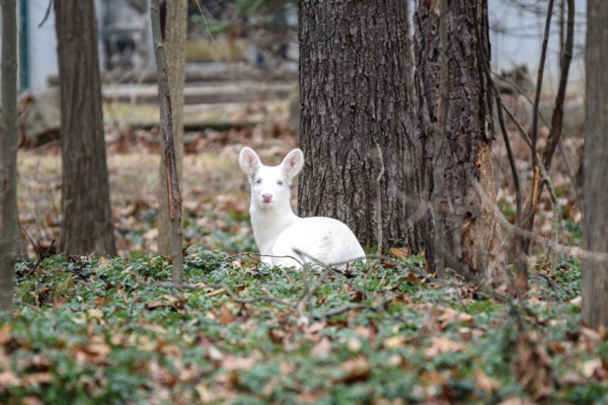  A young white-tailed deer with a white coat was spotted by Lindsey Larivee in Troy in 2023. 
