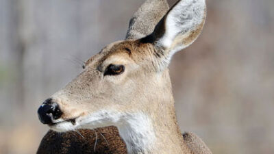  Local leaders discuss deer management options 