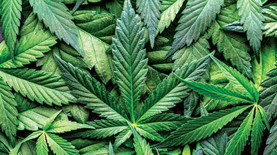  Eastpointe considering recreational marijuana ordinance 