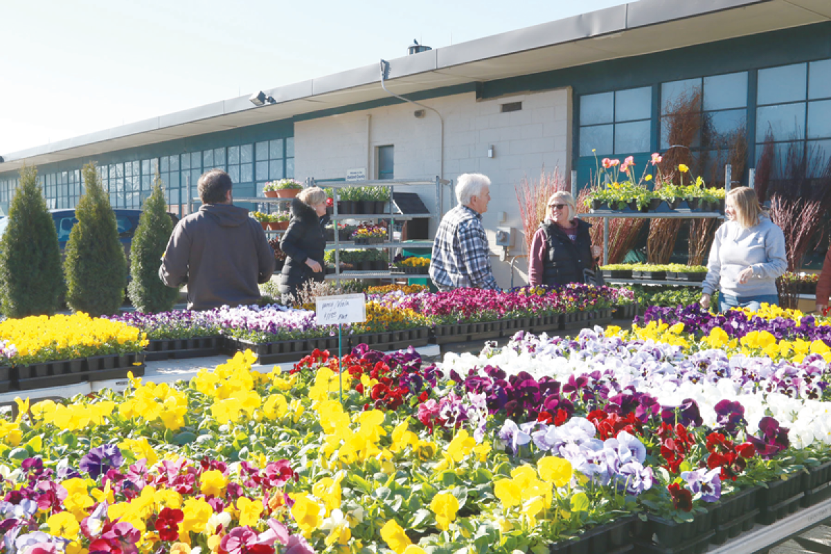  Customers show interest in buying pansies April 6 at the Oakland County Farmers Market. 