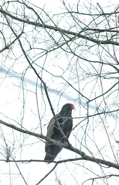  A turkey vulture rests on a branch. 