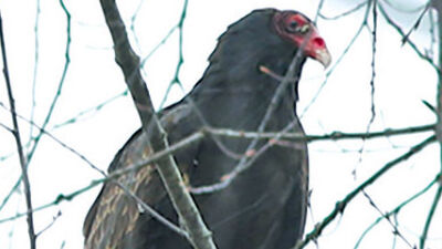  Turkey vultures return as janitors of the sky 