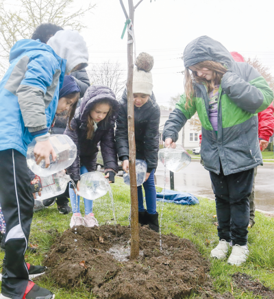  All trees need water, especially newly planted ones like this one that was planted last spring with help from students at Maire Elementary School in Grosse Pointe City. 