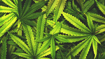  Roseville changes ordinance about marijuana signs 